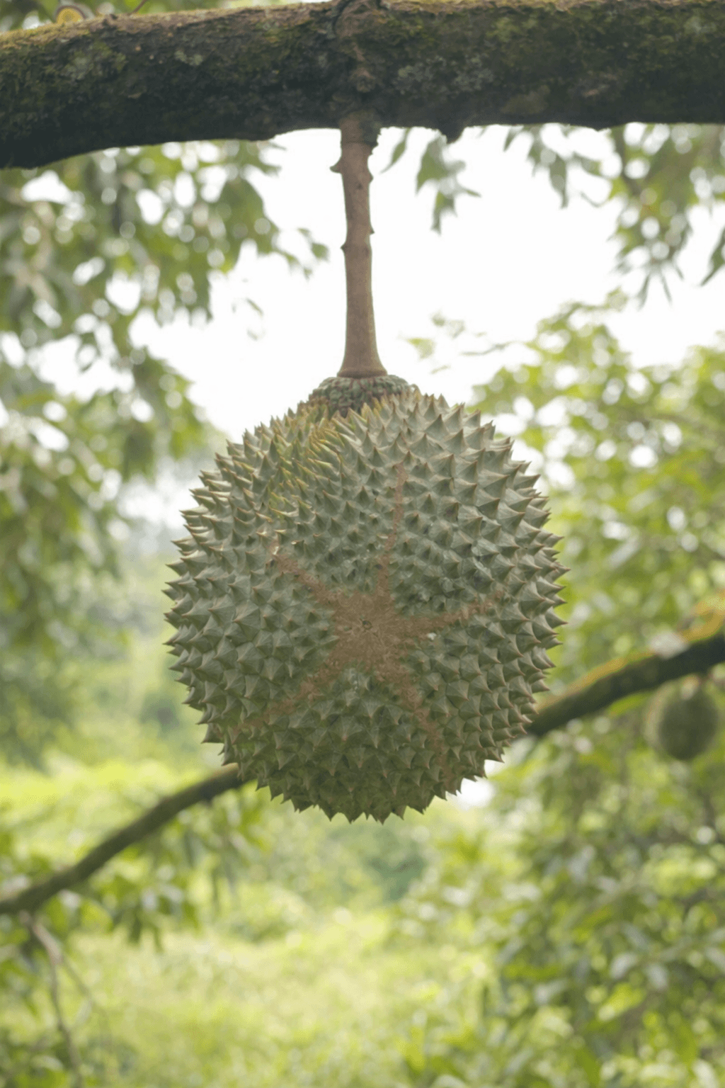 Durian Farm