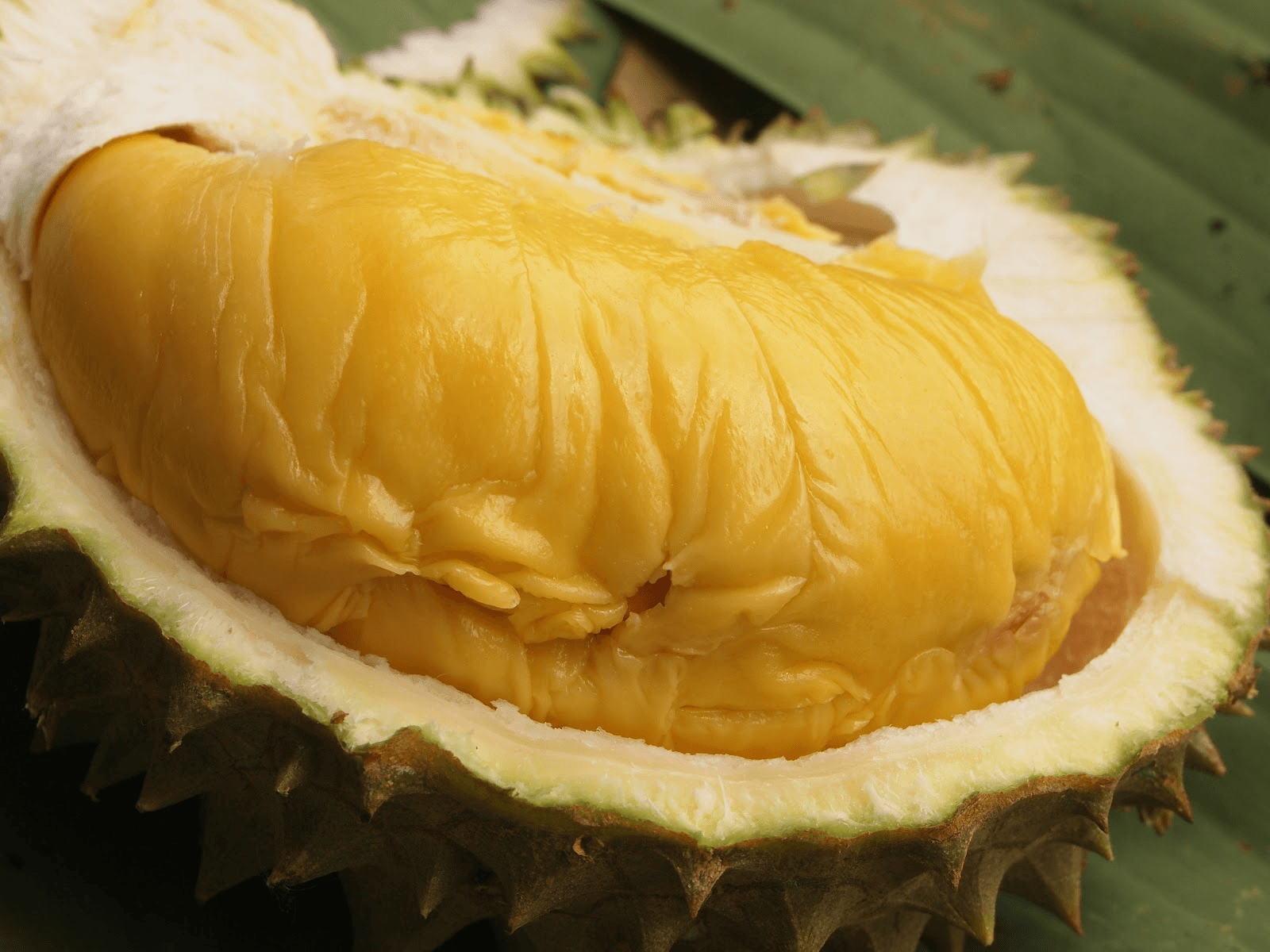 Musang King (Mao Shan Wang)
